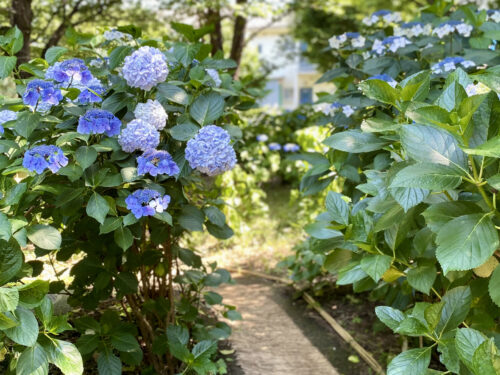 6月のごあいさつ